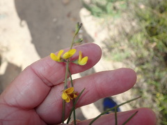 Lebeckia wrightii