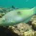 綠鰭海豬魚 - Photo 由 seasav 所上傳的 (c) seasav，保留部份權利CC BY-NC-ND