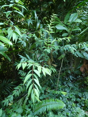 Syzygium antisepticum