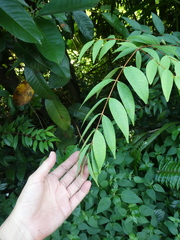 Syzygium antisepticum
