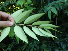 Syzygium antisepticum