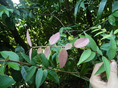 Syzygium antisepticum