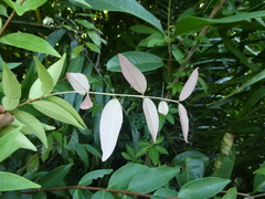 Syzygium antisepticum