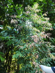 Syzygium antisepticum