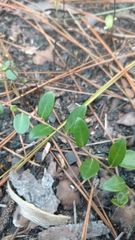 Vaccinium crassifolium