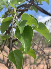 Tinospora tenera