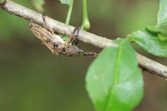 Aulaconotus pachypezoides