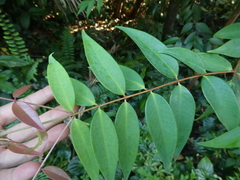 Syzygium antisepticum