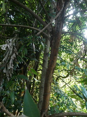 Syzygium antisepticum