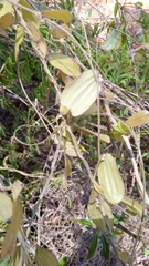 Dioscorea soso