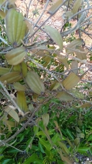 Dioscorea soso