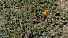 Malephora uitenhagensis