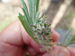 Centella tridentata tridentata