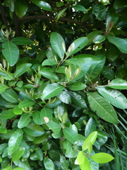 Planchonella obovata