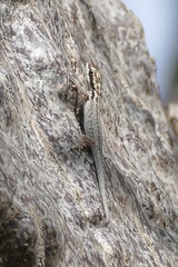 Lygodactylus mombasicus