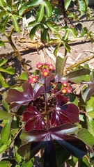 Jatropha gossypiifolia image