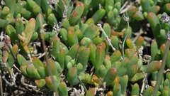 Malephora uitenhagensis