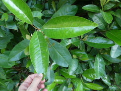 Planchonella obovata