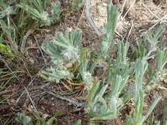 Centella tridentata tridentata