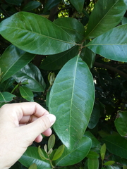 Planchonella obovata