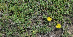 Malephora uitenhagensis