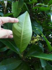 Planchonella obovata