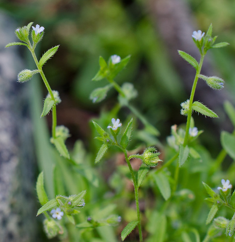 Rochelia leiocarpa