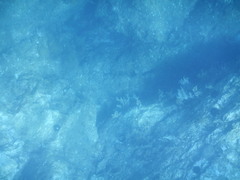 Eunicella singularis