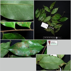Aquilaria hirta
