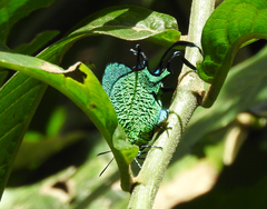 Arcas imperialis