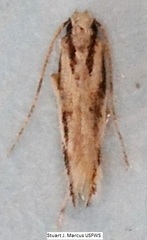 Melanocinclis lineigera