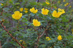 Rosa platyacantha
