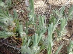 Centella tridentata tridentata
