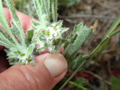 Centella tridentata tridentata