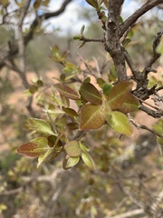Pteleopsis myrtifolia