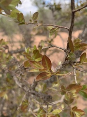 Pteleopsis myrtifolia