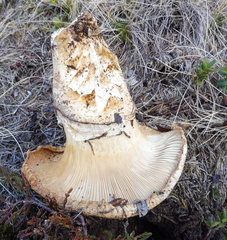 Catathelasma imperiale
