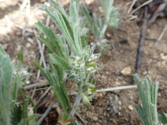 Centella tridentata tridentata