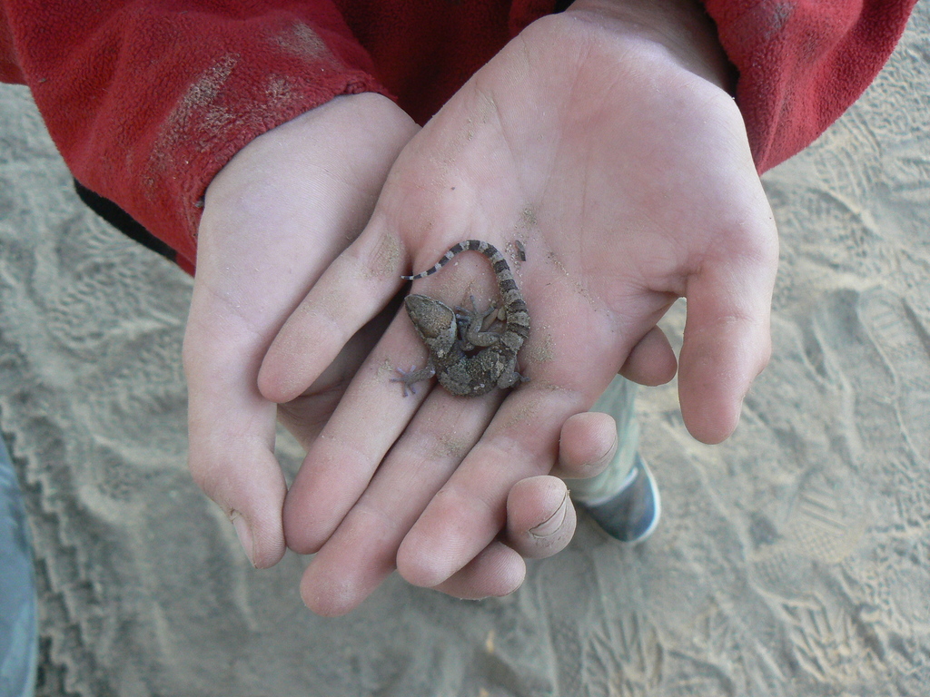 Banded Thick-Toed Gecko