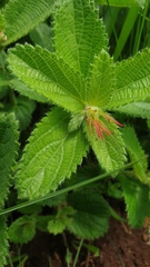 Acalypha punctata
