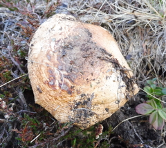 Catathelasma imperiale