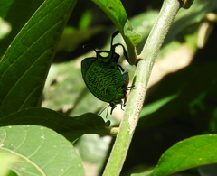 Arcas imperialis