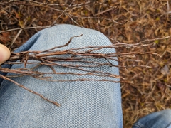 Dasiphora fruticosa