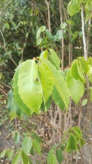 Sclerocroton