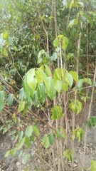 Sclerocroton