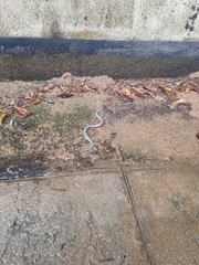 Afrotyphlops mucruso