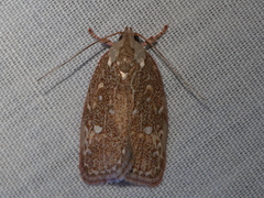 Euchaetis metallota