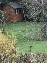 Sciurus carolinensis