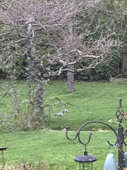 Sciurus carolinensis