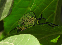 Arcas imperialis